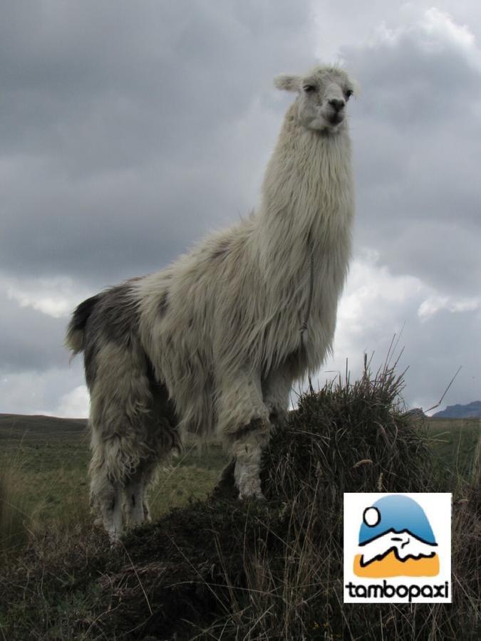 Alojamento de Turismo Selvagem Tambopaxi